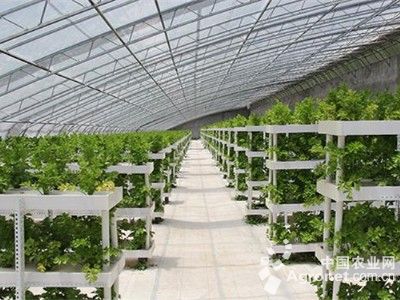 溫室大棚